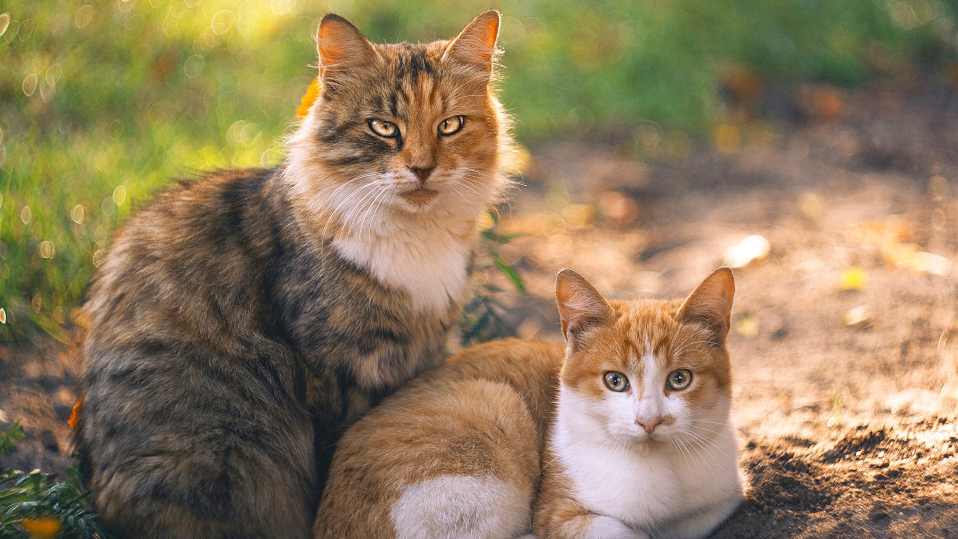 冰与火之歌，ATP总决赛如何逆转拉沃尔杯，看穆雷点燃赛场的灵魂之火