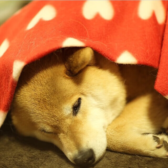 银石烈火，威廉姆斯战术险棋切割阿斯顿马丁，皮亚斯特里绝命超车点燃赛场