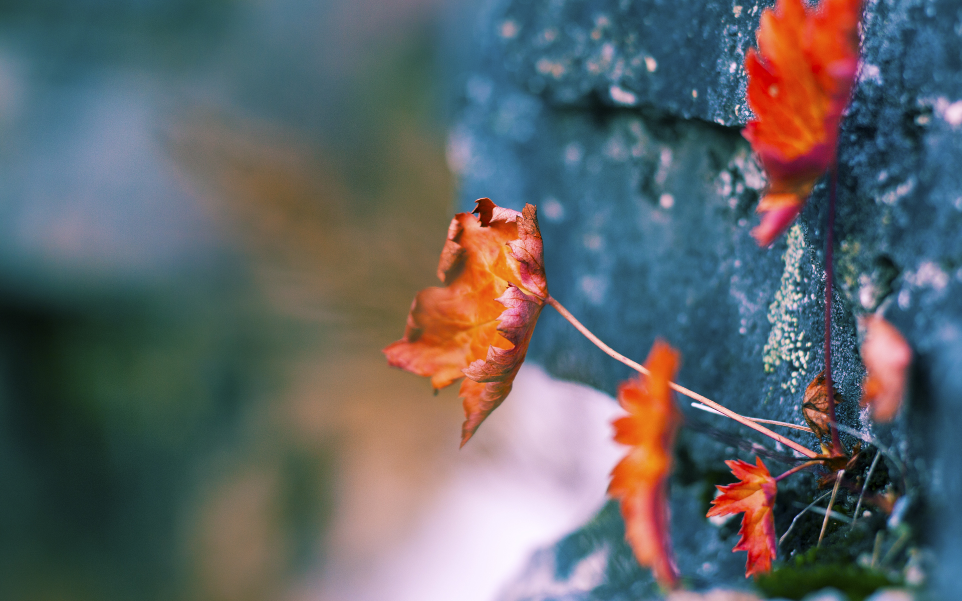 高原鏖战，黄皮肤擎天柱在掘金主场扛起整支球队