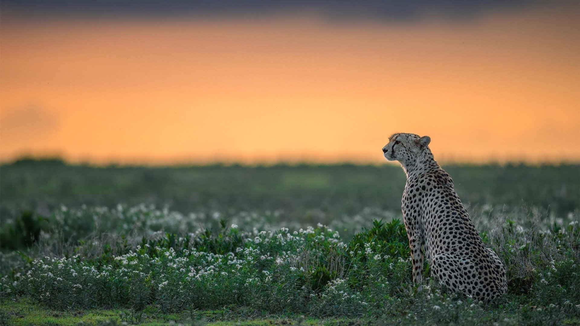 莱奥的关键节点密码，苏格兰险胜爱尔兰的唯一性解读