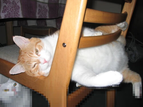 赛道与绿茵场，拜仁双线作战的全球竞速