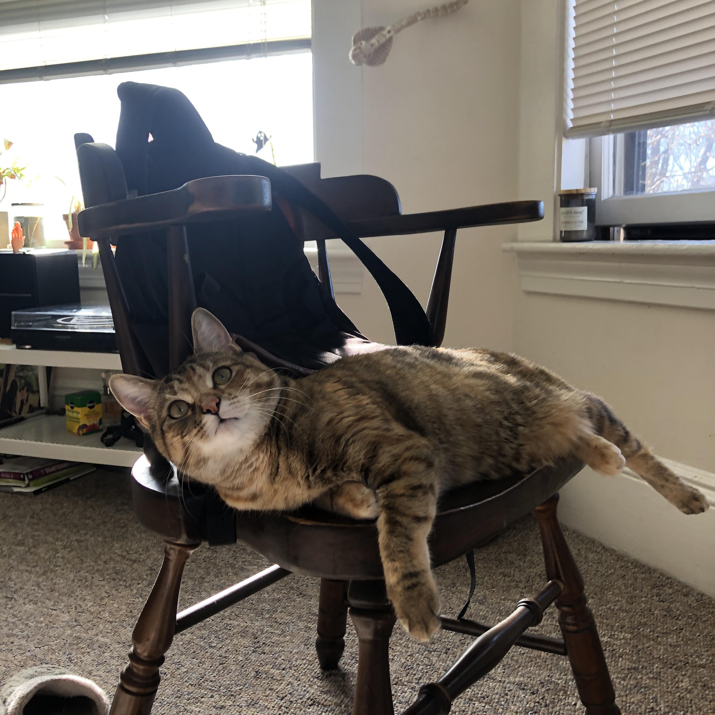 当风暴眼与冰面重叠，东契奇与鹈鹕的双重征服