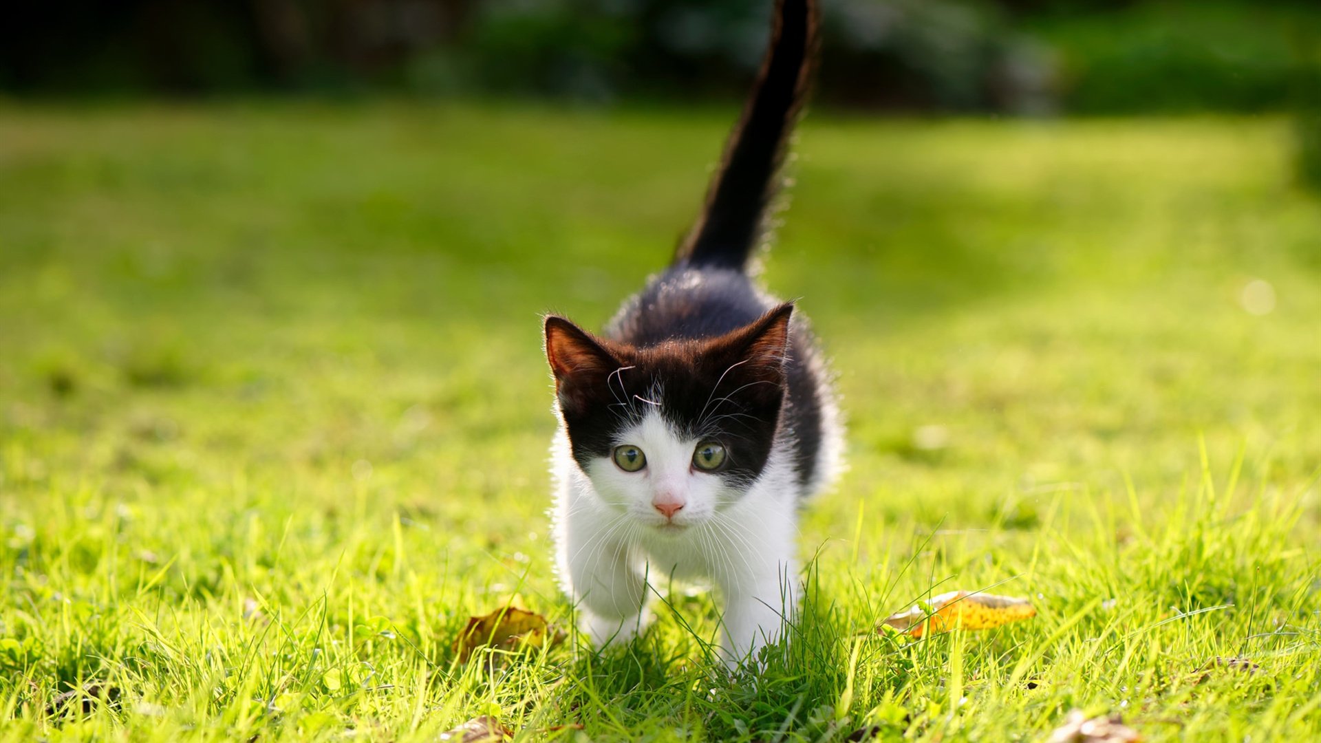 风暴眼与数学家，凯恩末节接管，克罗地亚精密掌控那不勒斯
