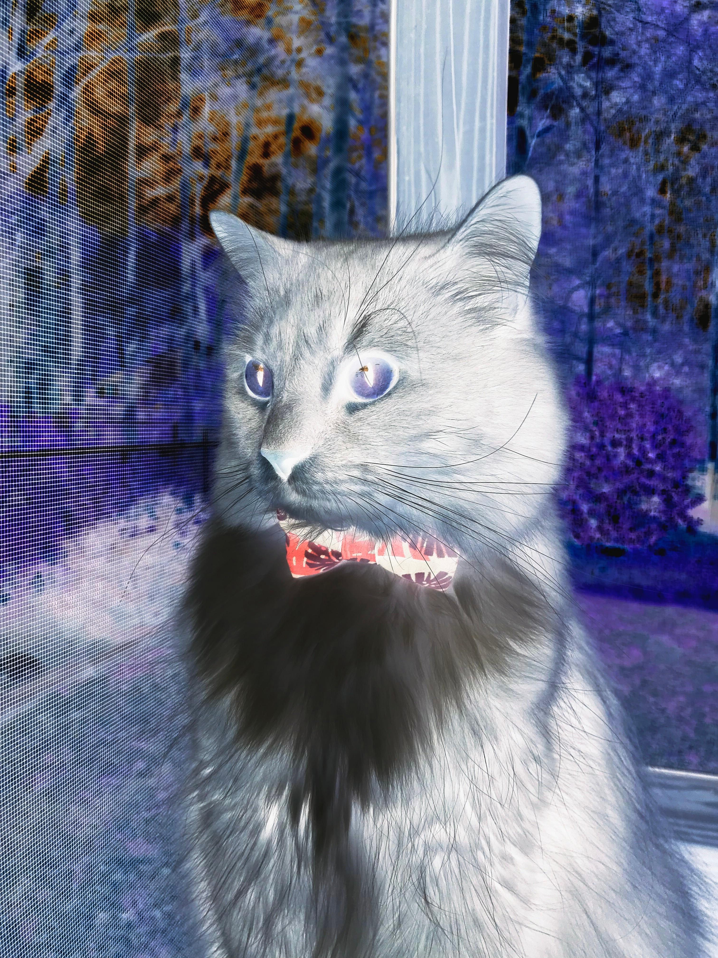 当意大利的焦点战，遇上孟菲斯的一波流