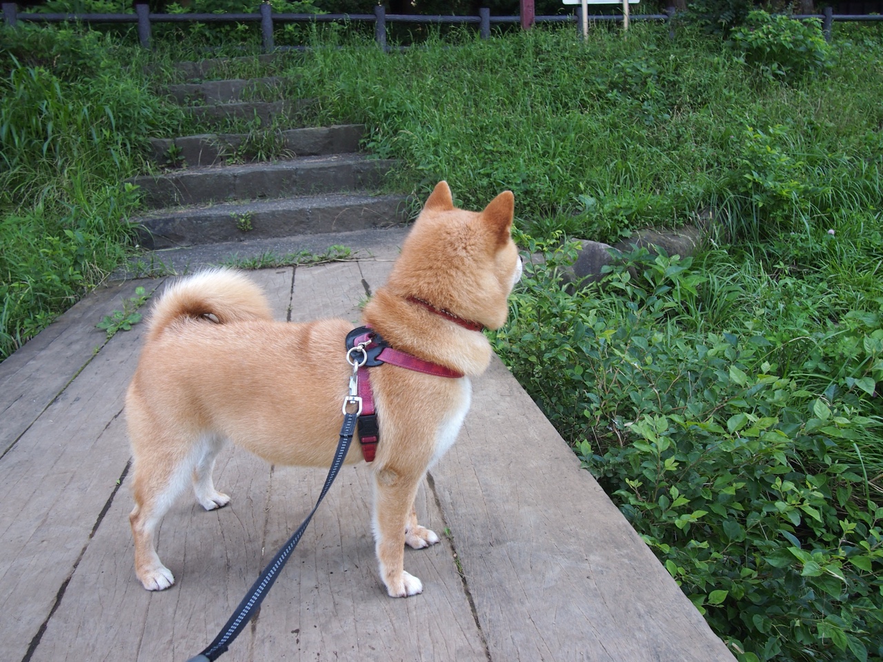 2026篮球世界杯，活塞vs广厦，当防守铁骑遇上亚洲旋风