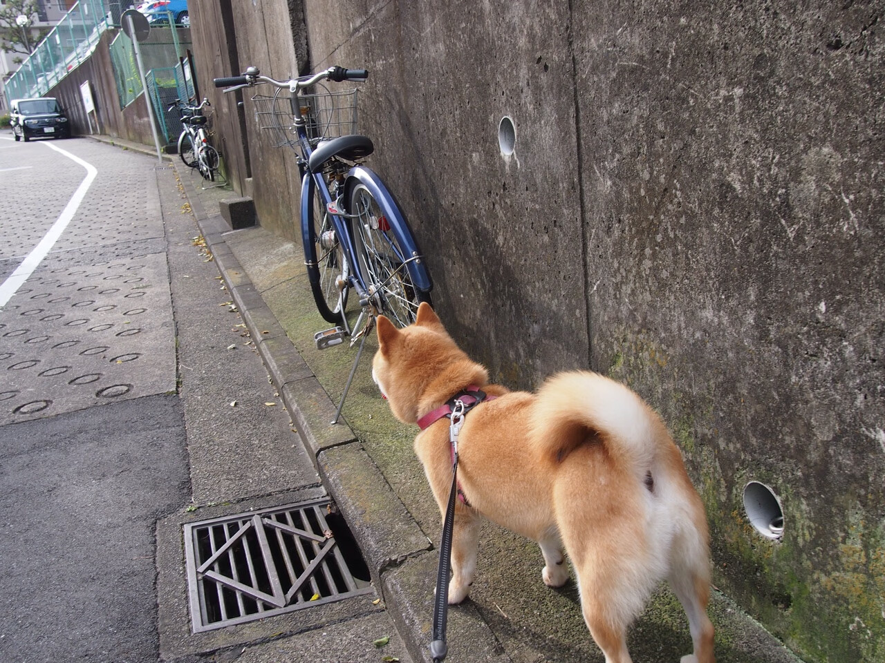 伊萨克降世临凡，威尔士闪电战击碎伊朗，北欧火枪手点燃红龙之魂