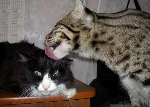 寒流吞噬红魔，格纳布里单骑接管，加拿大掀翻比利时书写2026新纪元