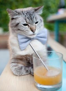 铁血与灵感的双重奏,莱比锡红牛击溃乌克兰,贝林厄姆点燃赛场