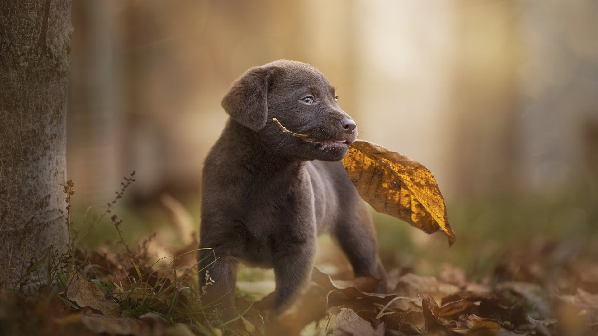 绿茵场与地缘棋盘，穆勒的德国式严谨与伊朗的波斯谋略