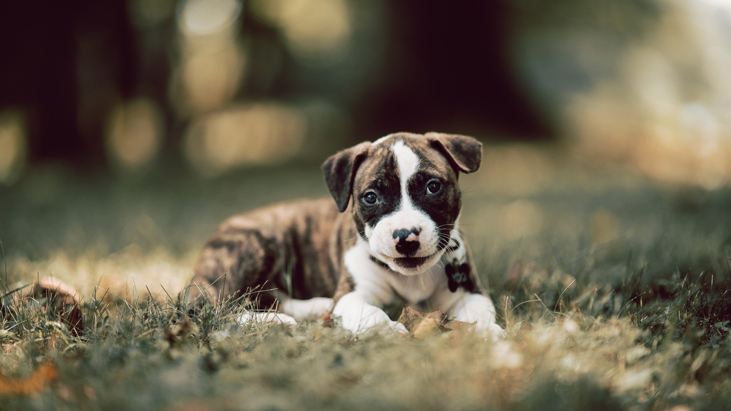 无声的咆哮，阿坎吉用最古老的方式决定最现代的冠军