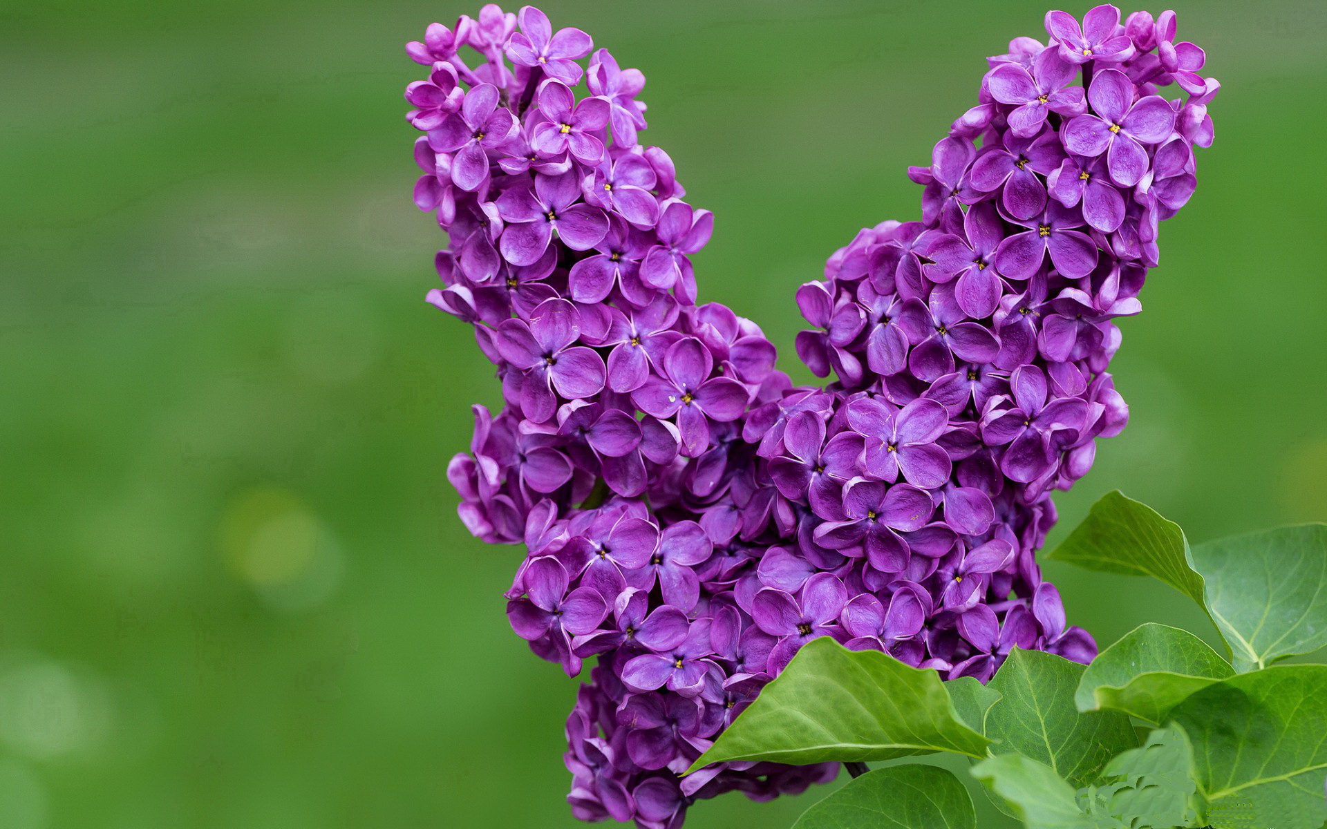 伯纳乌战场,卡马文加利刃出鞘!摩纳哥决胜局惊险带走贝蒂斯