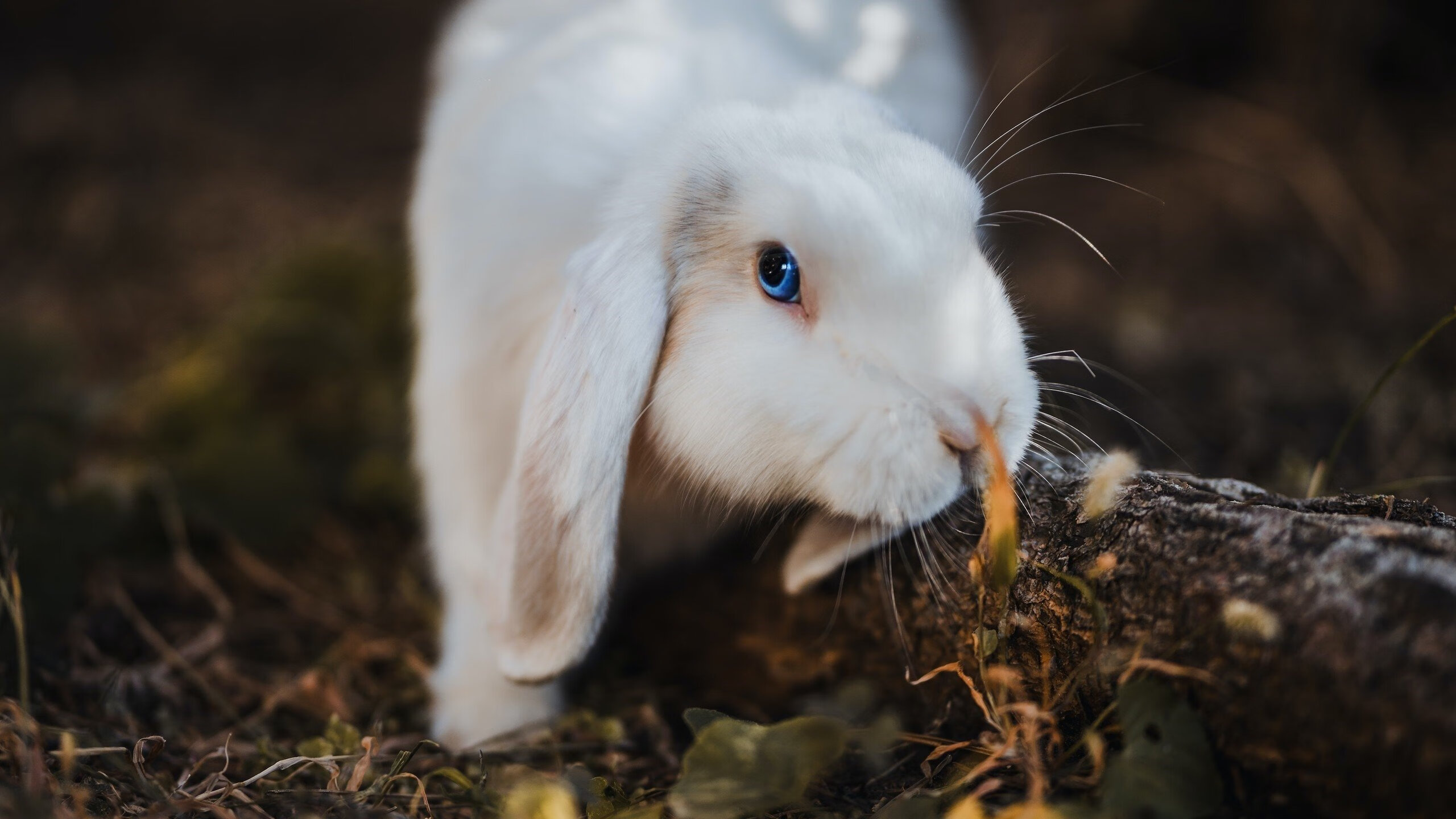压哨绝杀铸就传奇,中国力克新西兰,劳塔罗巨星光芒照亮绿茵