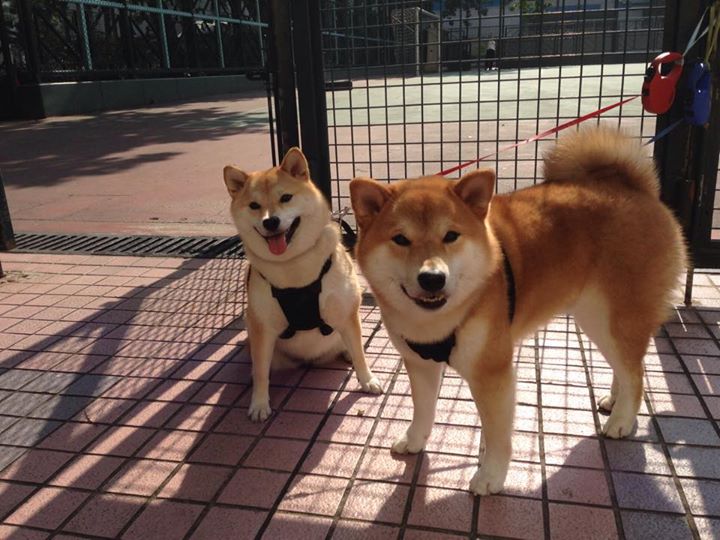 唯一性的闪耀,萨内关键进球定乾坤,尼斯力克佛罗伦萨