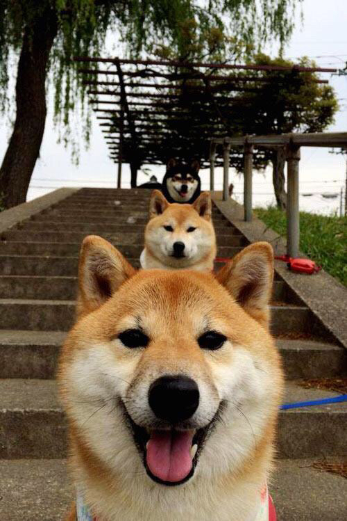 绿茵双重奏,突尼斯力压厄瓜多尔展露锋芒,阿尔瓦雷斯欧冠淘汰赛独揽风云