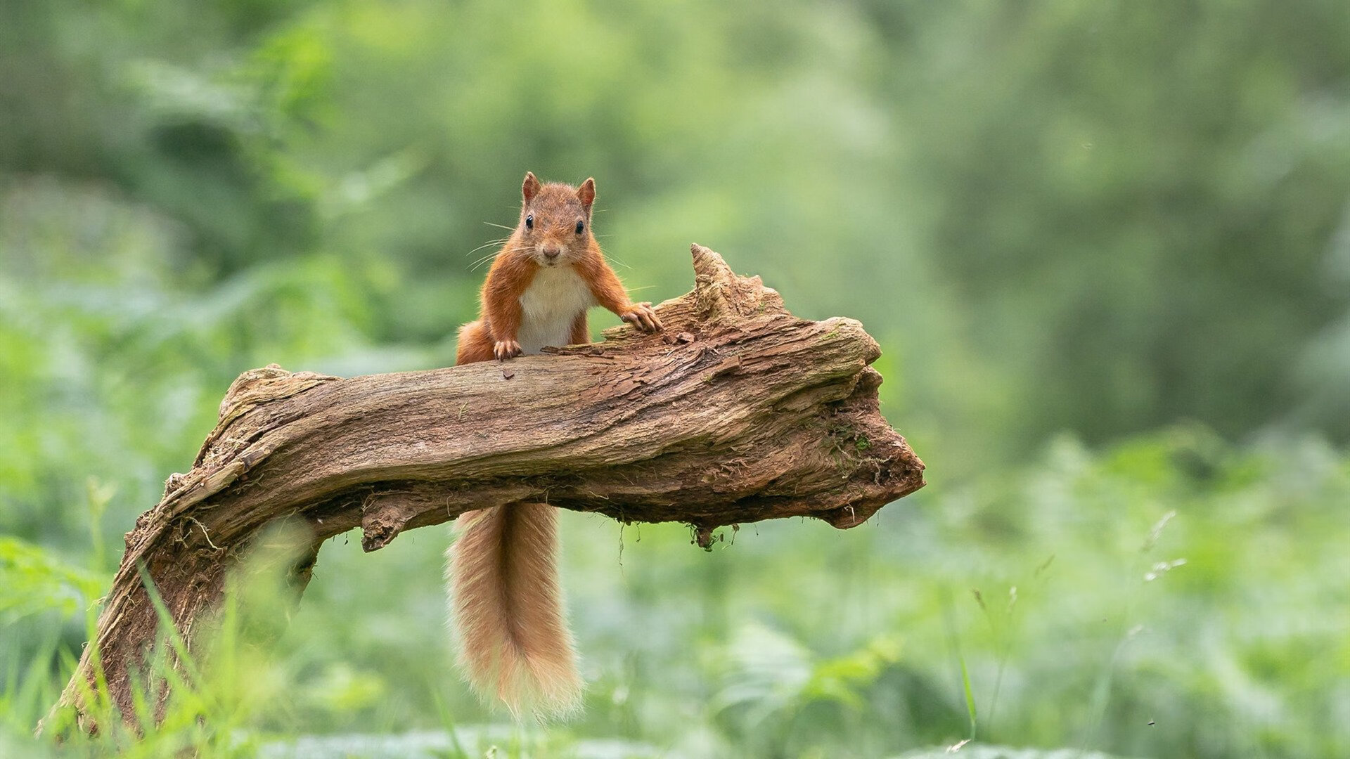 爱游戏娱乐-欧陆重锤引爆东方风暴，武切维奇助北京队击溃NBA灰熊