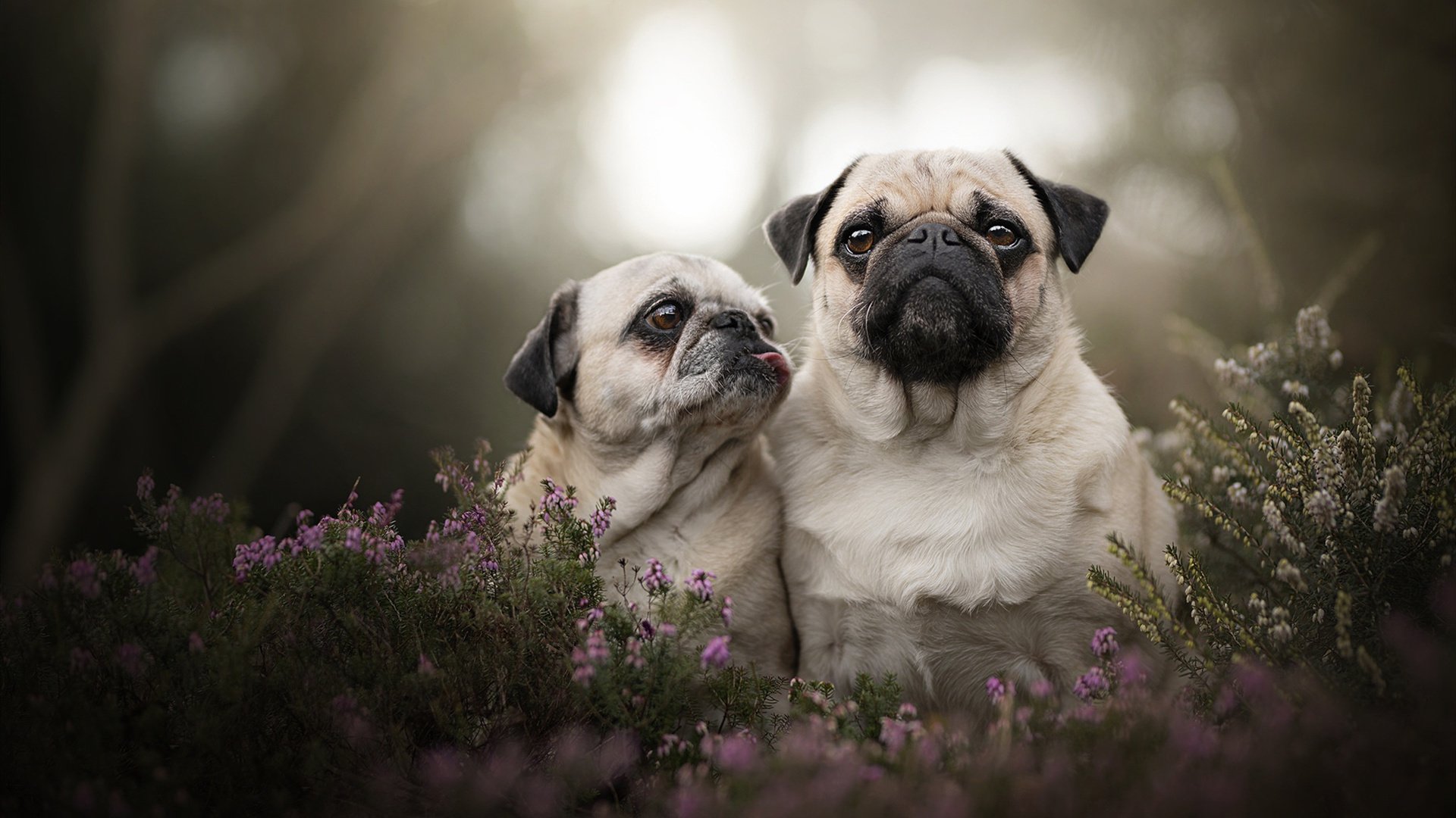 致命一击定乾坤，2026世界杯E组，波兰力克泰国，孙兴慜替补奇兵书写唯一传奇